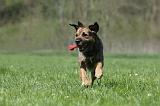 BORDER TERRIER 065